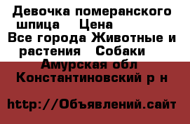 Девочка померанского шпица. › Цена ­ 40 000 - Все города Животные и растения » Собаки   . Амурская обл.,Константиновский р-н